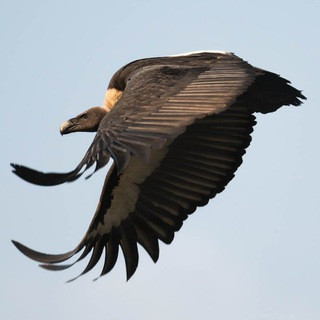 Dünyadan Kareler, telegram channel