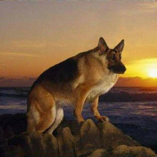 Fun4Telegram, telegram channel