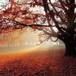 EARTHLY WONDERS, telegram channel