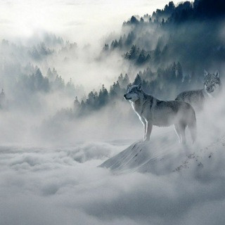 Wallpapers And Art, telegram channel