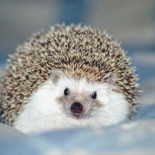 Beautiful Hedgehogs, telegram channel