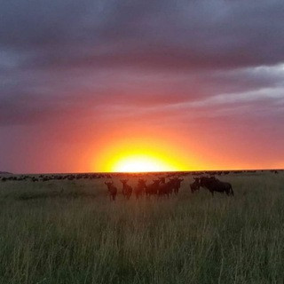 Travel and Tourism , telegram group