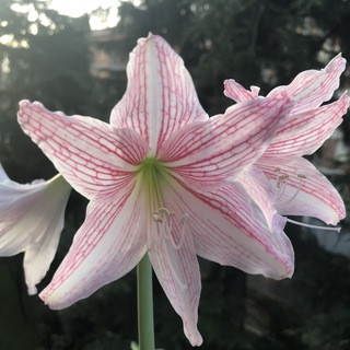 Piante, Fiori & Giardinaggio, telegram channel