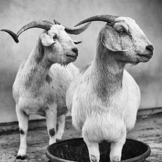 ما حیوانات we animals, telegram channel