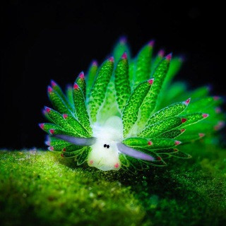 The unseen world, telegram channel