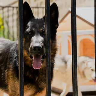 Canine Paradise, telegram channel