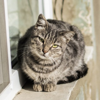 Cat Tube, telegram channel