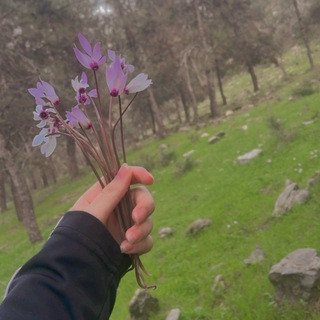النقب 48, telegram channel