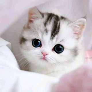 Sticker Hub, telegram channel