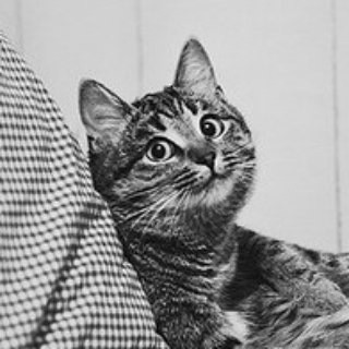 DailyCats, telegram channel