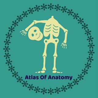 Atlas Of Anatomy, telegram channel