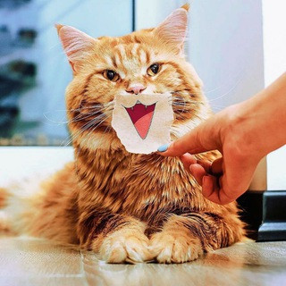 CATS, telegram channel