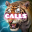 Tiger Calls