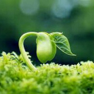 چکامه زندگی, telegram channel