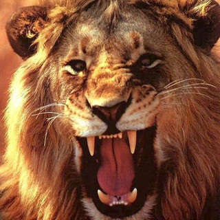 Legend calls, telegram channel