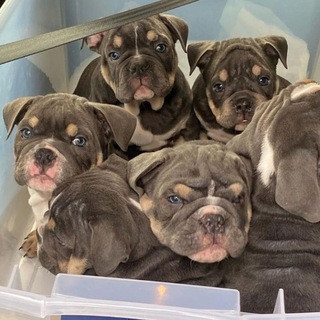 EnglishBulldogPuppyShop, telegram channel