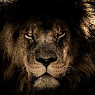 Lion King | Binance Futures, telegram channel