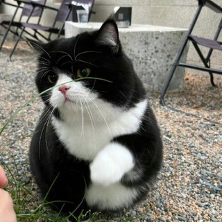 治愈貓咪（解憂館）貓貓頻道, telegram channel