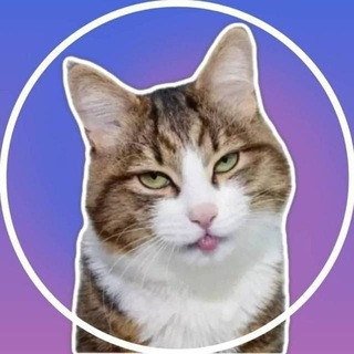 Video Stickers -   -  , telegram channel