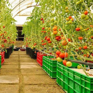 العمل علي الانترنت, telegram channel