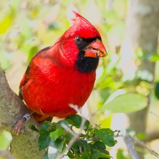 Svetab_wildlife, telegram channel