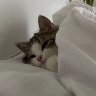 люблю, telegram channel