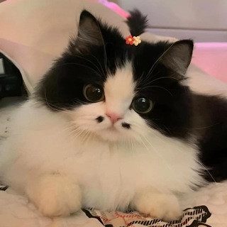 ЯЗЫКИ И ТЕМЫ | ОБОИ ТГ, telegram channel
