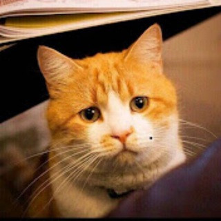 陈一发儿, telegram channel