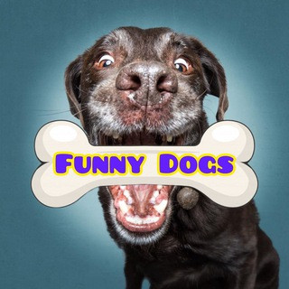 Dog's of New York, telegram channel