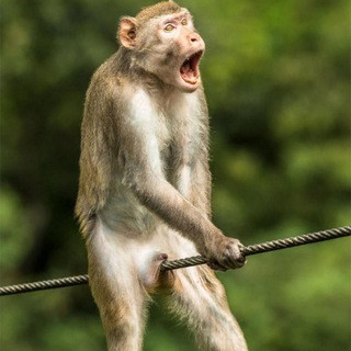 Funny Animals, telegram channel