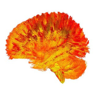 Neuroscience news, telegram channel