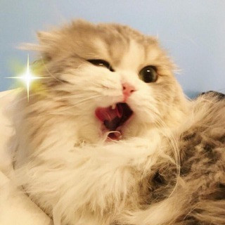 Бляцкие коты, telegram channel