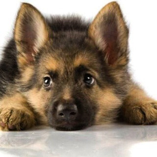 توی پودل پامرانین مالتیزDanipet, telegram channel