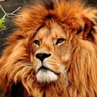Live Nature, telegram channel