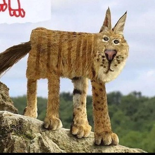 Кот Барсик, telegram channel
