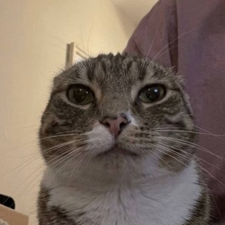 ТЧГ, telegram channel