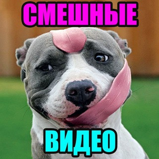 СМЕШНОЕ ВИДЕО | СМЕШНЫЕ ВИДЕО, telegram channel