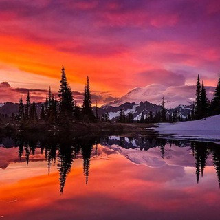 Природа | Животные | Растения, telegram channel