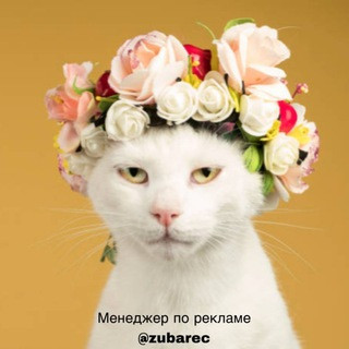 Канал с Котами, котиками, котэ, telegram channel