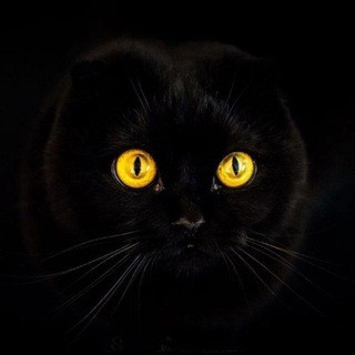 Милые котики, telegram channel