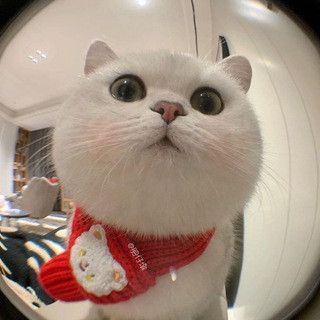 Язычки и Темки ТГ, telegram channel