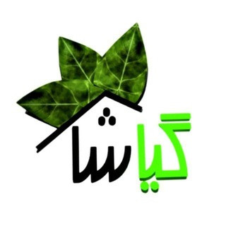 گیاشا|گل و گیاه آپارتمانی|گلدان, telegram channel