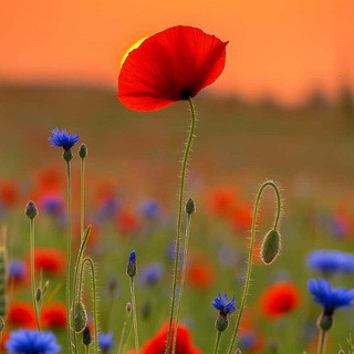 English Chat and make friends, telegram group