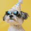 best funny videos