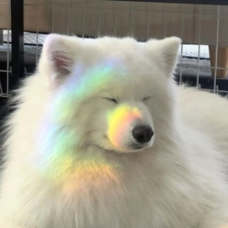薩摩耶可愛小狗 拯救世界, telegram channel