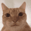 gato naranja
