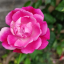 Horticulture Objectives