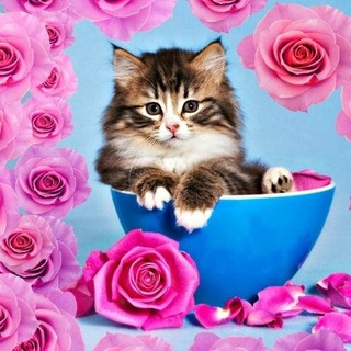 ОТКРЫТКИ НА КАЖДЫЙ ДЕНЬ!, telegram bot