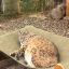 PurrSphere