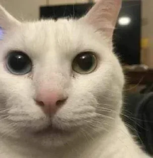 Julio César Steal Pack 3